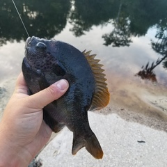 Lepomis macrochirus purpurascens