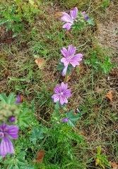 Malva sylvestris