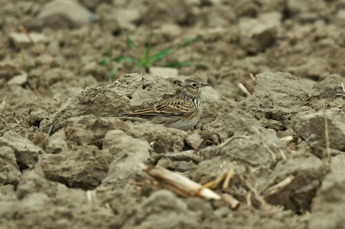Eurasian Skylark