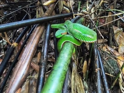Lanna Green Pitviper
