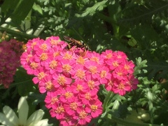 Philanthus bilunatus