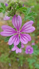 Malva sylvestris