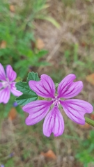 Malva sylvestris