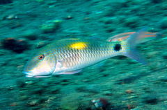 Indian Goatfish photo 5
