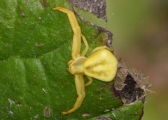 Misumenoides formosipes