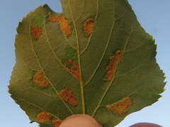 Eriophyes leiosoma