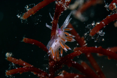 Coryphellina poenicia