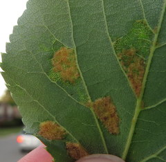 Eriophyes leiosoma