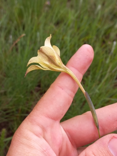 Image of Gladiolus longicollis by (c) Brian du Preez, some rights reserved (CC BY-SA)