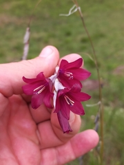 Dierama reynoldsii