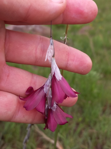 Dierama reynoldsii, photograph 2