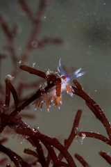 Coryphellina poenicia