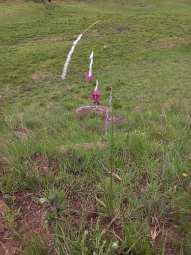 Dierama reynoldsii, photograph 3