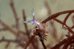 Coryphellina poenicia