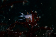 Coryphellina poenicia