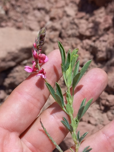 Image of Indigofera cuneifolia by (c) Brian du Preez, some rights reserved (CC BY-SA)
