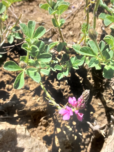 Alpine Indigo (Indigofera alpina)