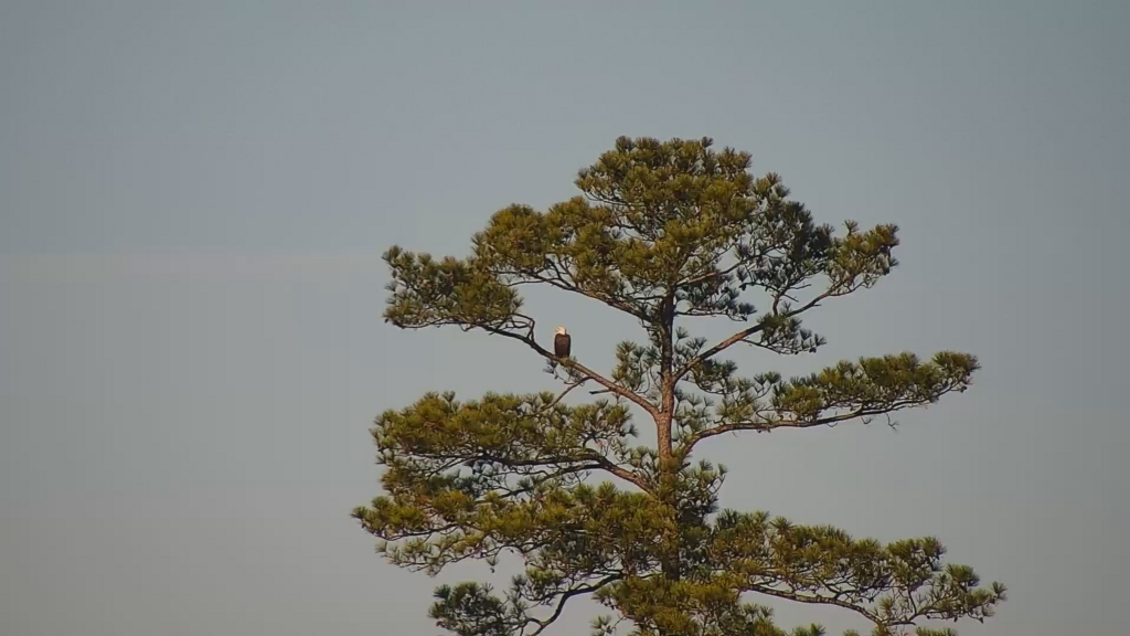 Bald Eagle from Hogs Island Wildlife Management Area Surry VA on ...