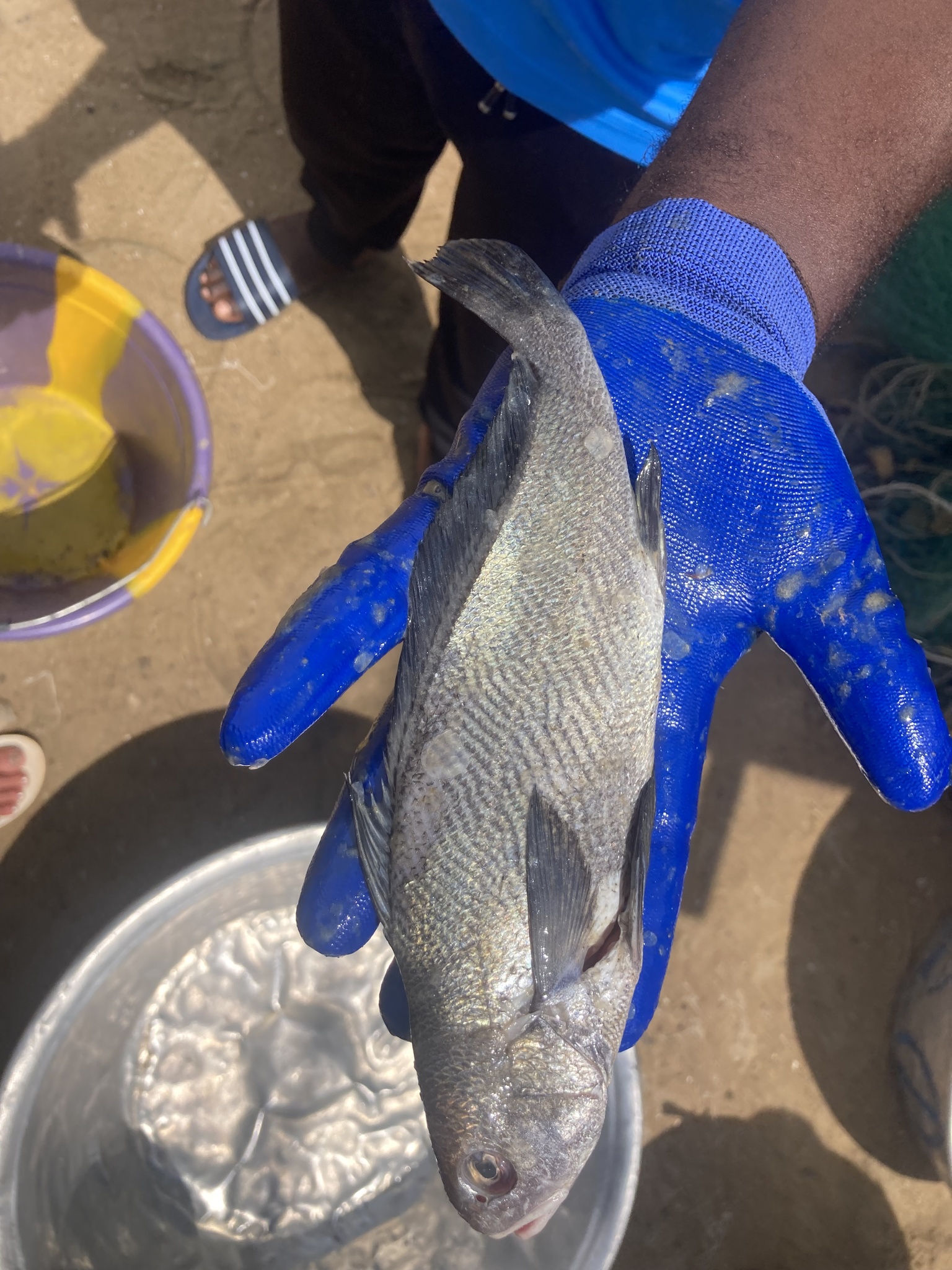 Guinea Croaker photo 2