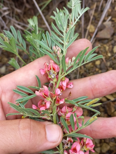 Image of Indigofera hilaris by (c) Brian du Preez, some rights reserved (CC BY-SA)