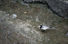 Motacilla alba