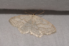 Scopula junctaria