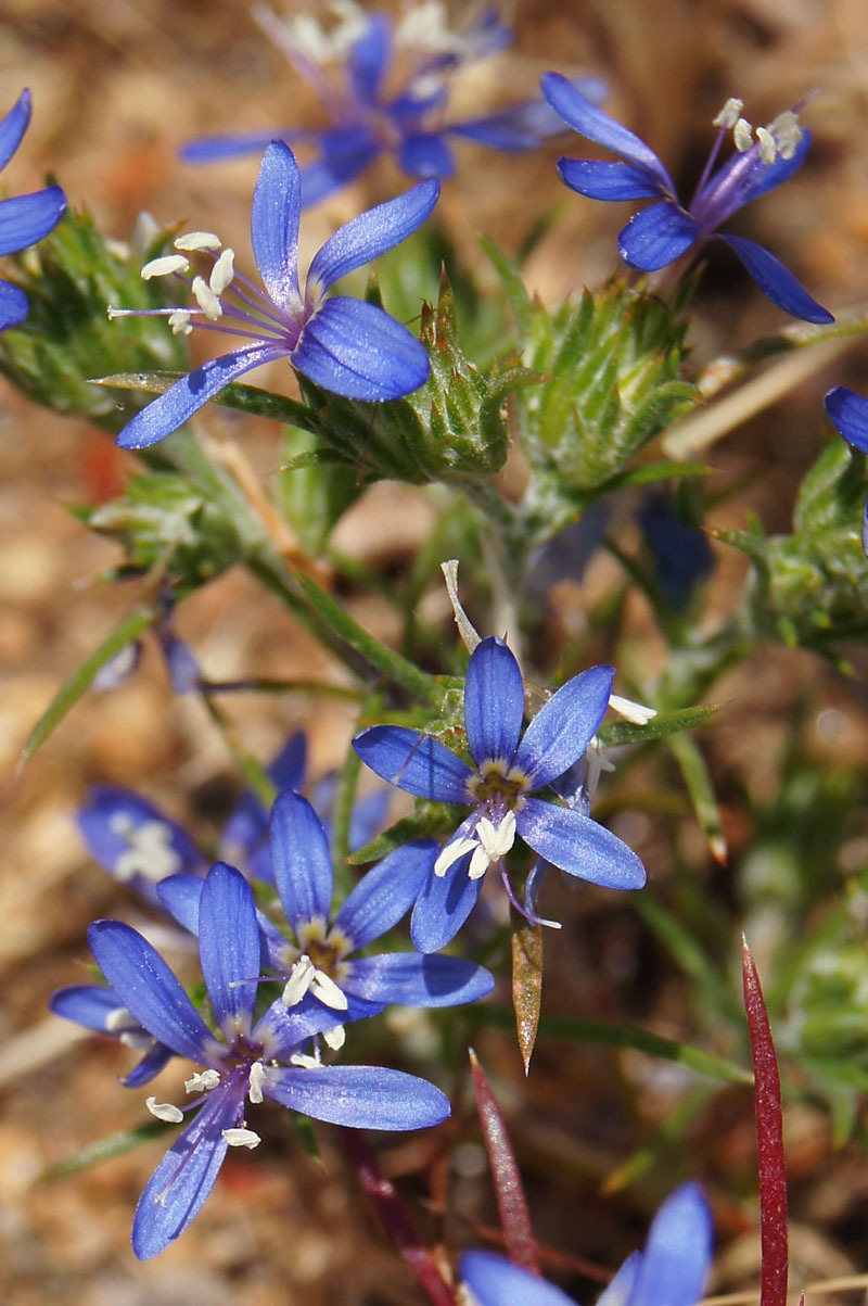 Eriastrum