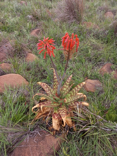 soap aloe