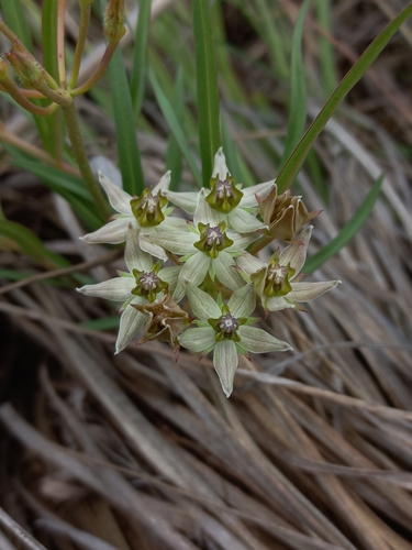 Asclepias gibba media