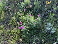 Oxytropis lambertii