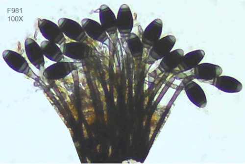 Endophragmia observed 2024-08-17