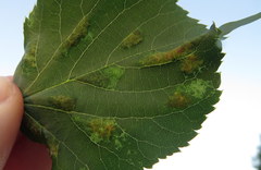 Eriophyes leiosoma