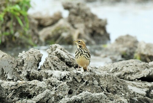 Red-throated Pipit