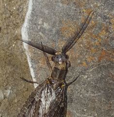 Chauliodes