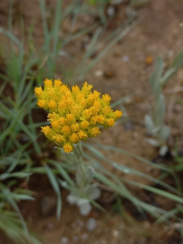 Oreo Everlasting (Helichrysum oreophilum)