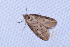 Chesias isabella