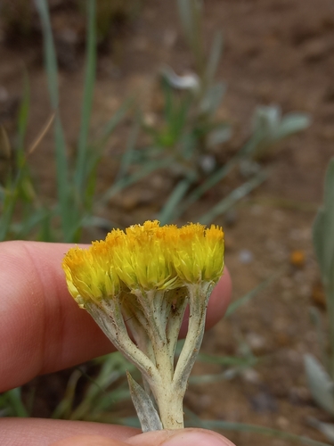Image of Helichrysum oreophilum by (c) Brian du Preez, some rights reserved (CC BY-SA)
