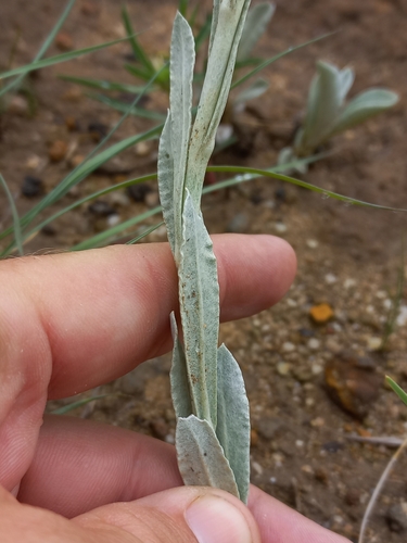 Image of Helichrysum oreophilum by (c) Brian du Preez, some rights reserved (CC BY-SA)
