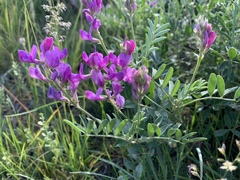 Oxytropis lambertii