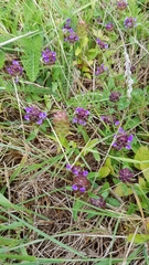 Prunella vulgaris