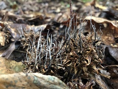 Xylaria liquidambar