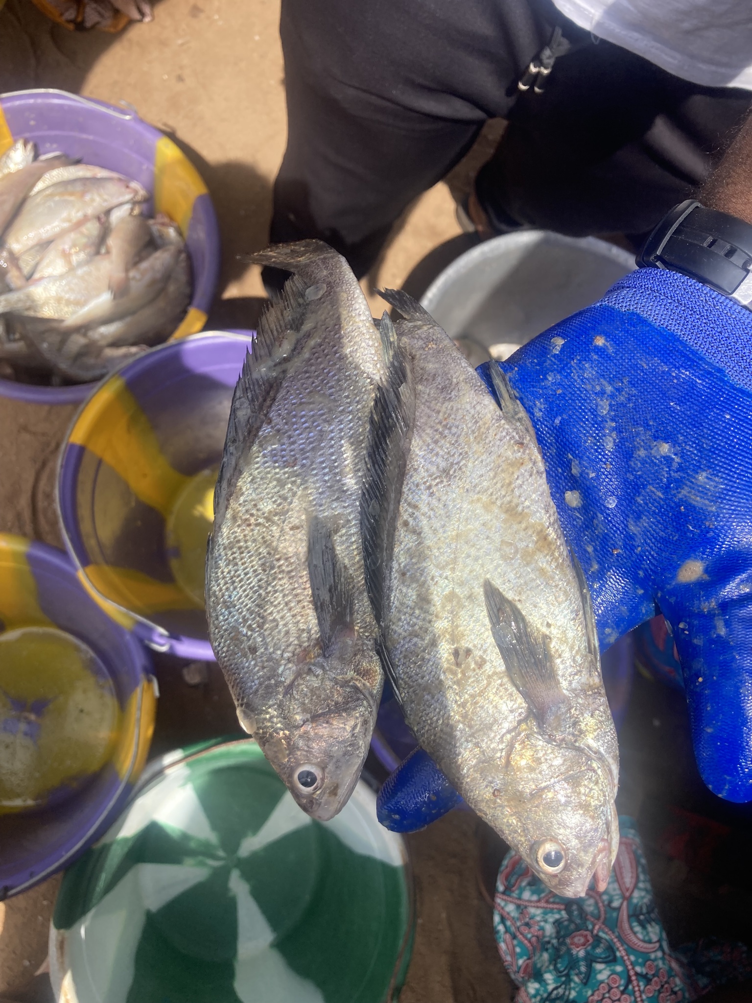 Guinea Croaker photo 3