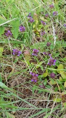 Prunella vulgaris