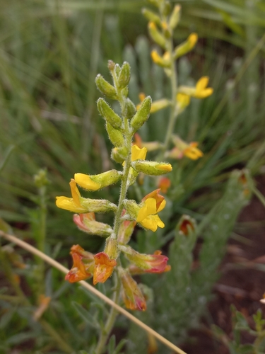 Flutter Pixiepea (Melolobium obcordatum)