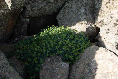 Moschopsis ameghinoi (Moschopsis ameghinoi)