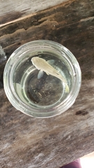 Ellochelon vaigiensis