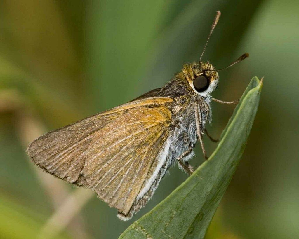 two-spotted-skipper-from-blue-ridge-parkway-carroll-county-va-on-june