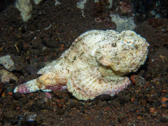 Shortsnout Scorpionfish photo 1