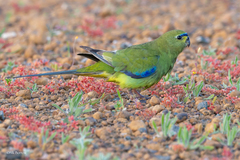 Elegant Parrot photo 5