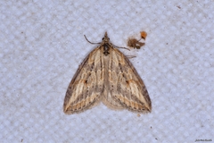 Chesias isabella